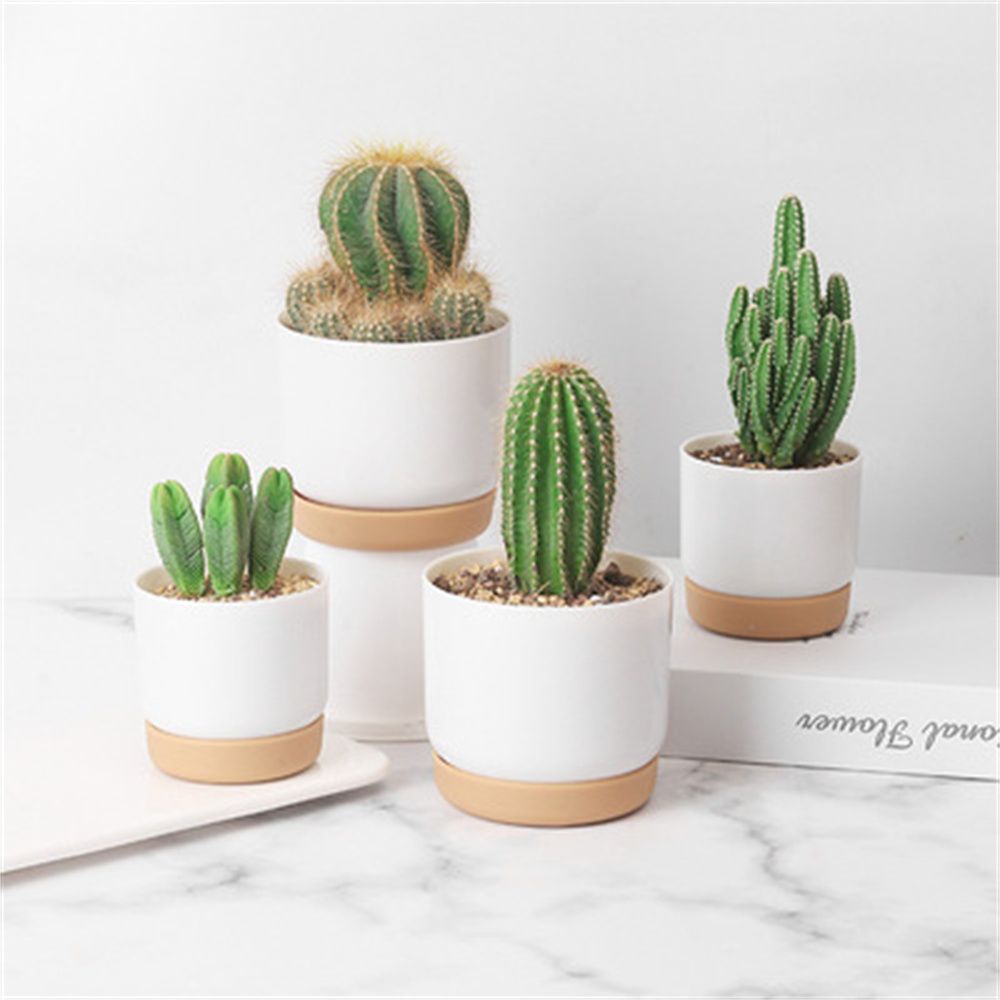 Echeveria Succulent - Pot de fleurs rond pour plantes
